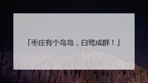 枣庄有个鸟岛，白鹭成群！